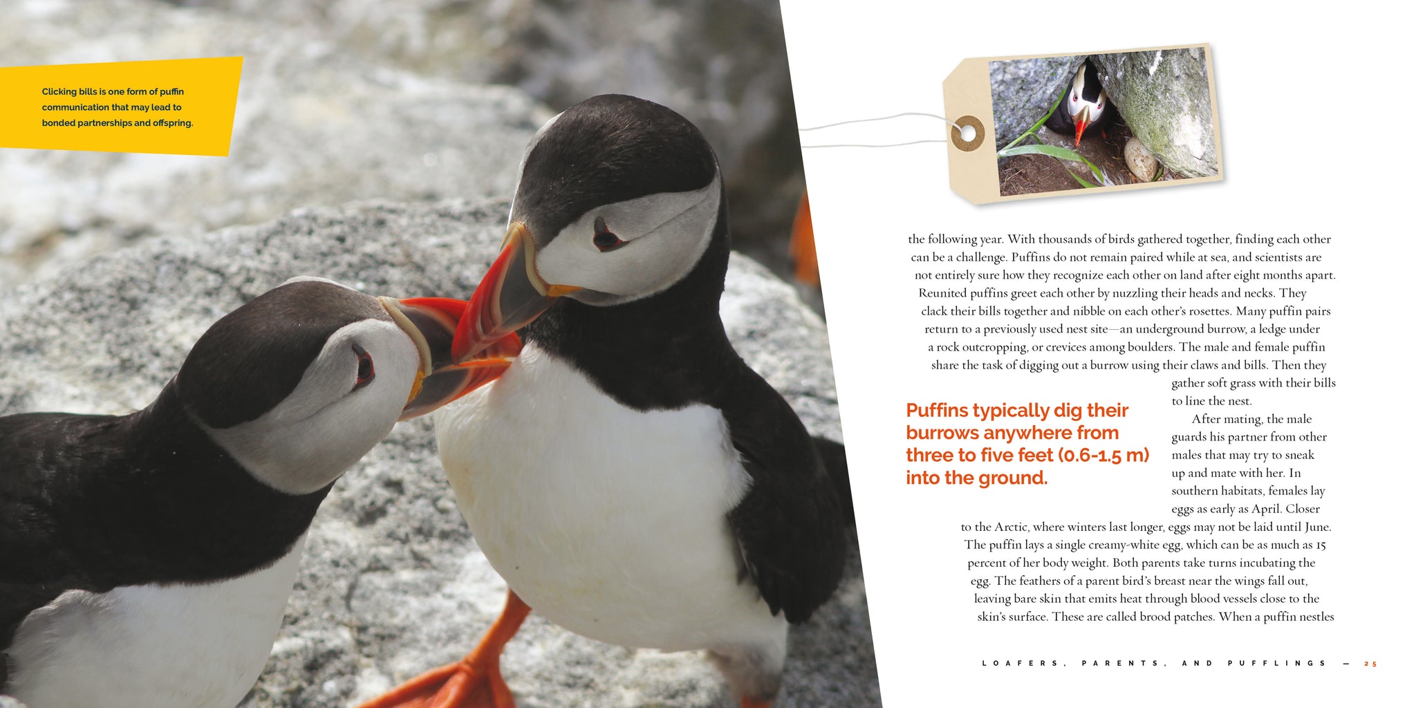 Puffins – The Creative Company