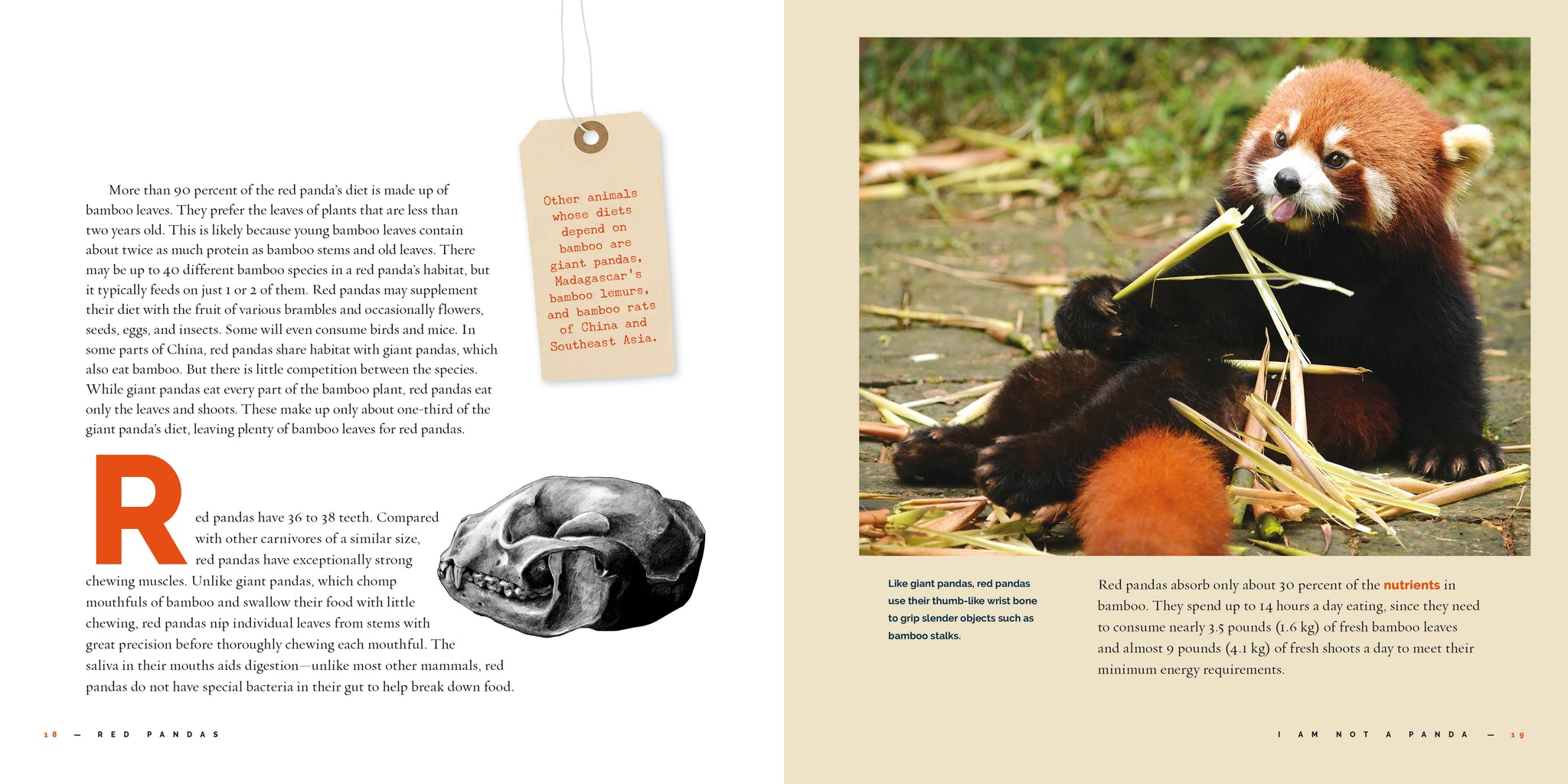 Red Pandas – The Creative Company
