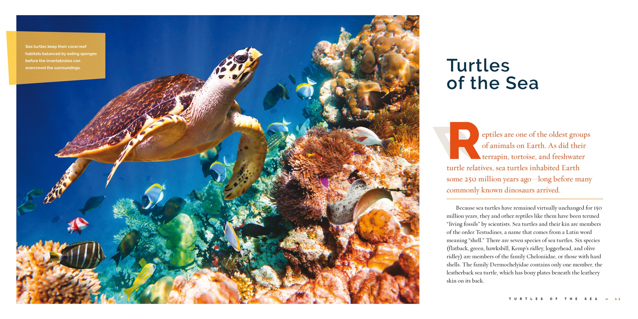 Sea Turtles – The Creative Company