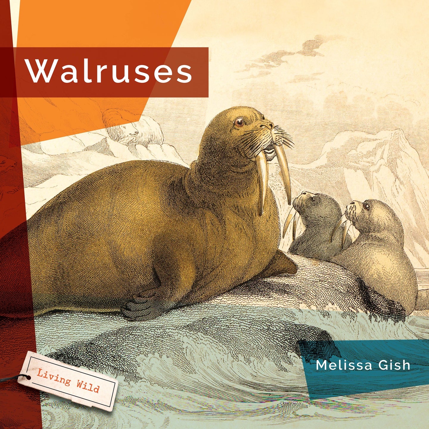 Living Wild (2024): Walruses