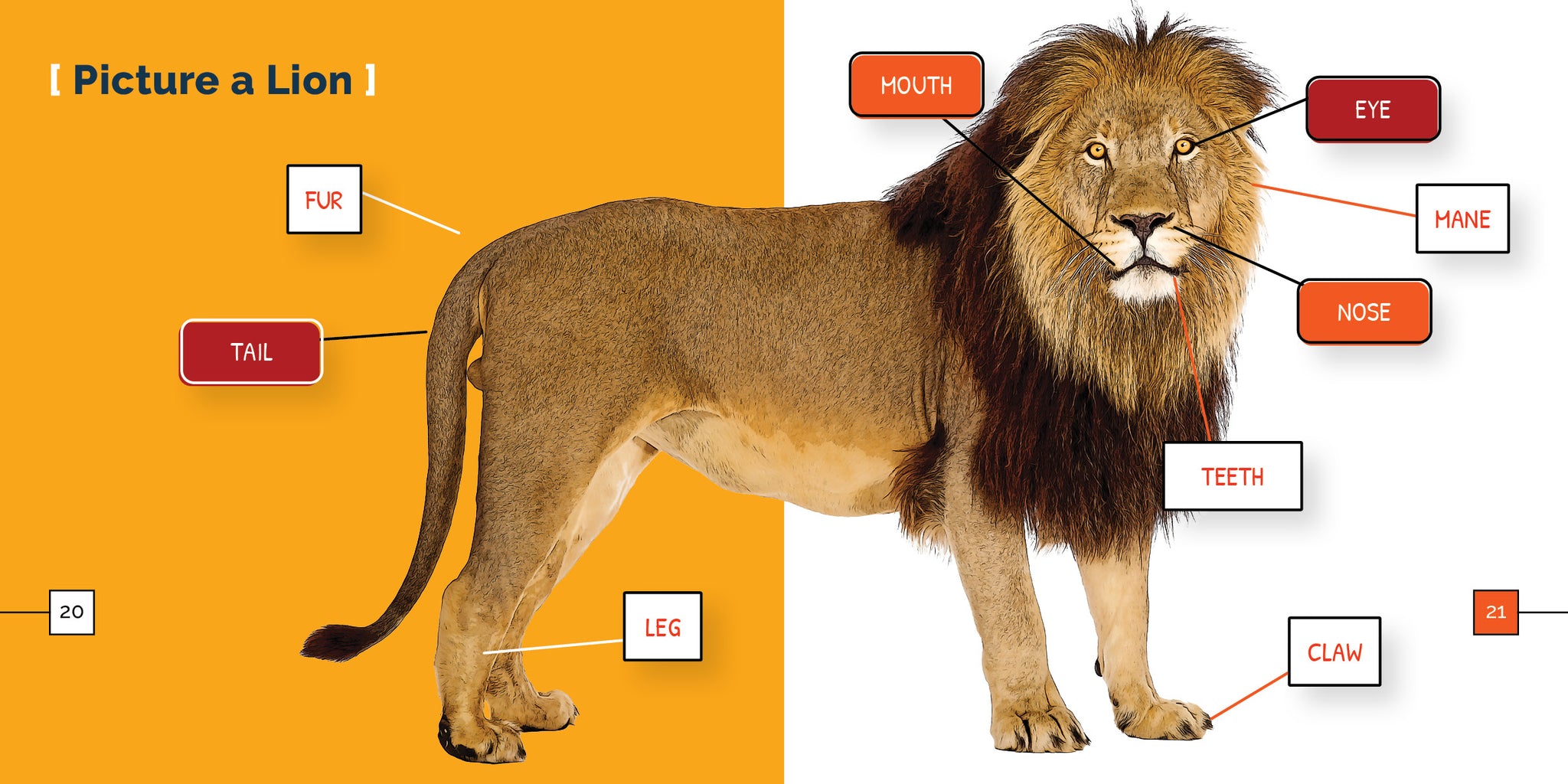 Lions – The Creative Company