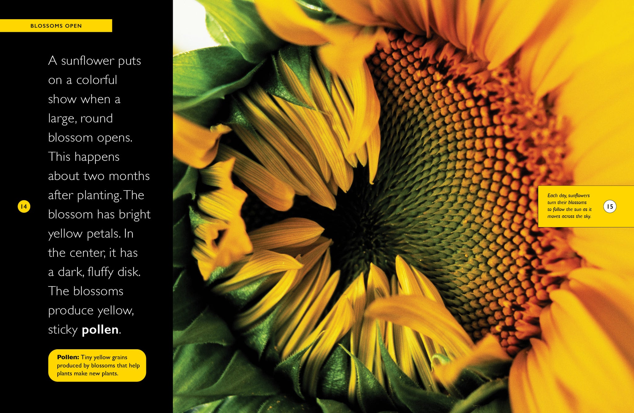 Sunflowers – The Creative Company