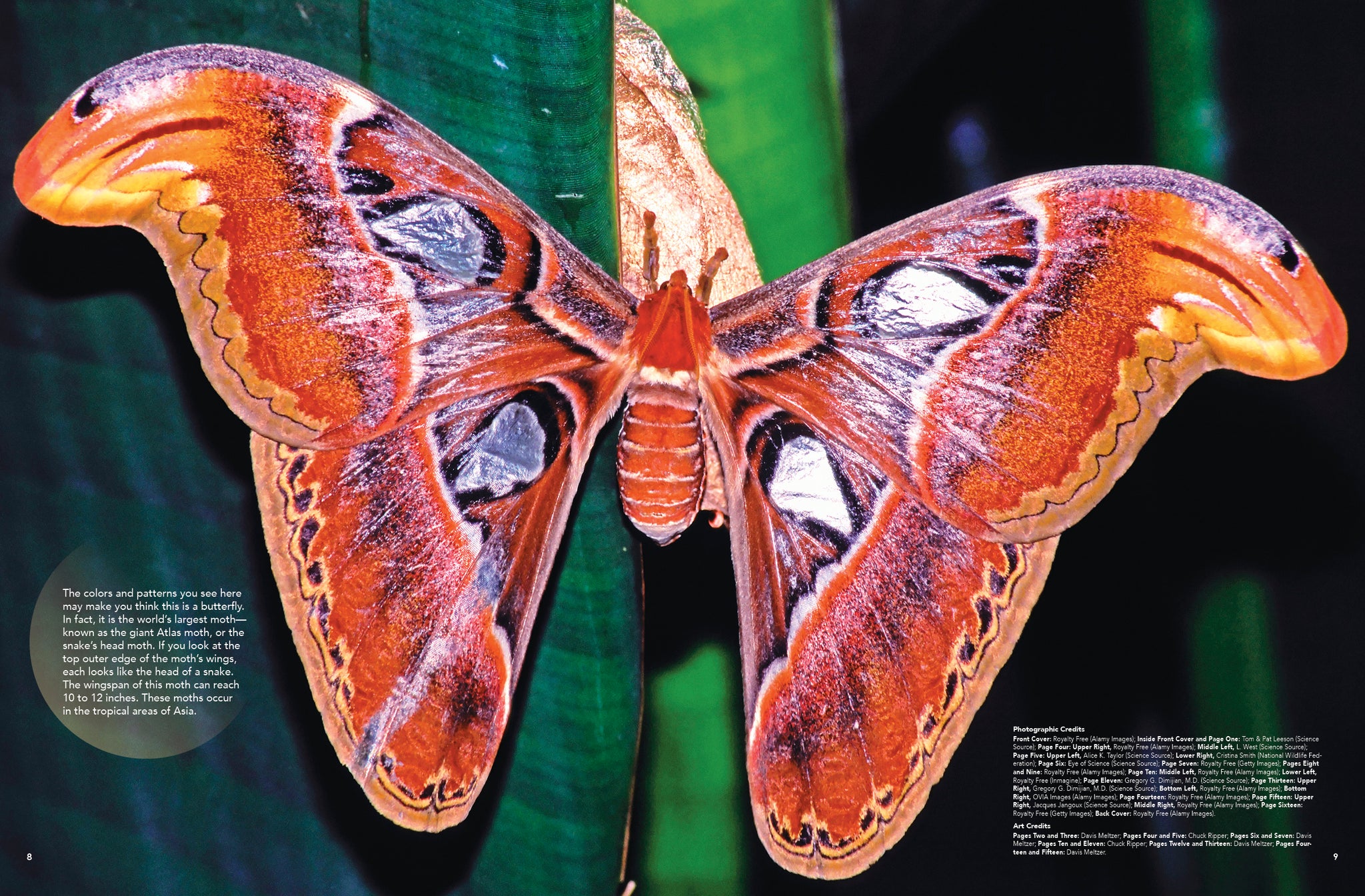Butterflies – The Creative Company