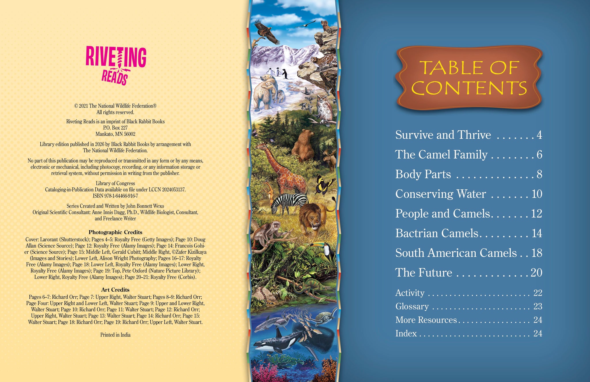 Camels – The Creative Company
