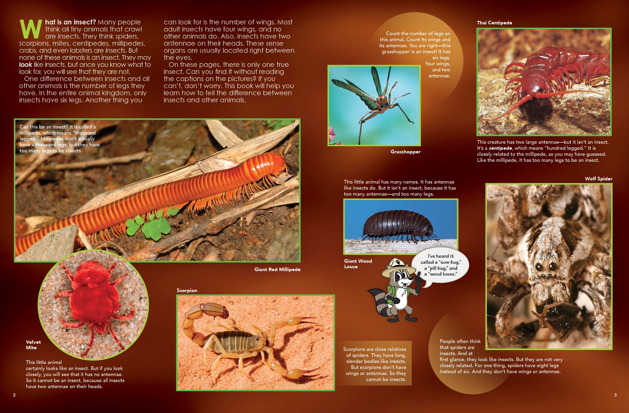 Planet Insect Book Insects – The Creative Company