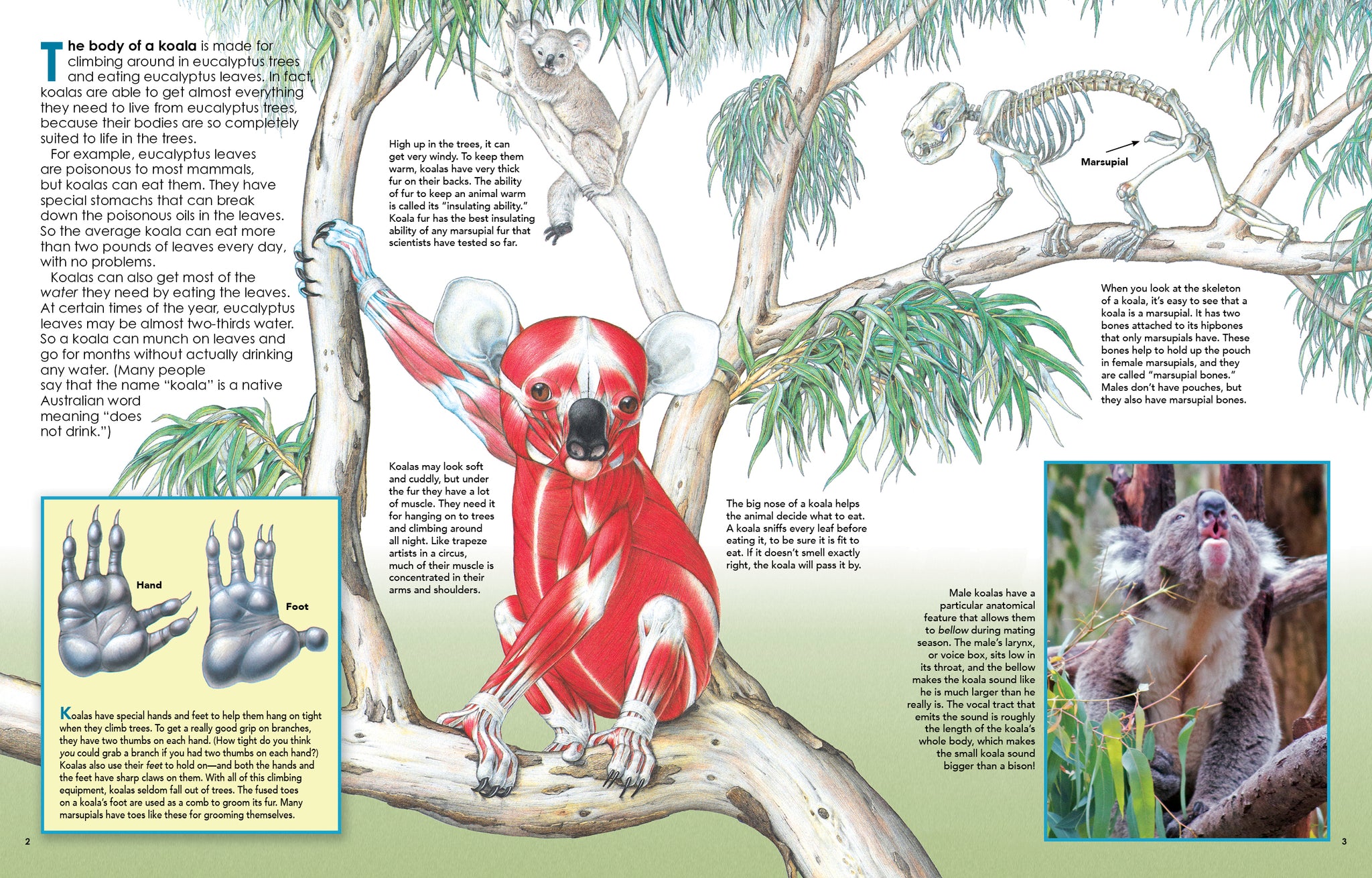 Koalas and Other Australian Animals – The Creative Company