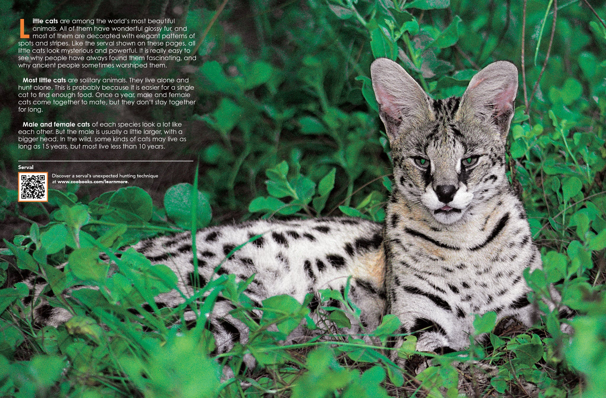 Little Cats – The Creative Company