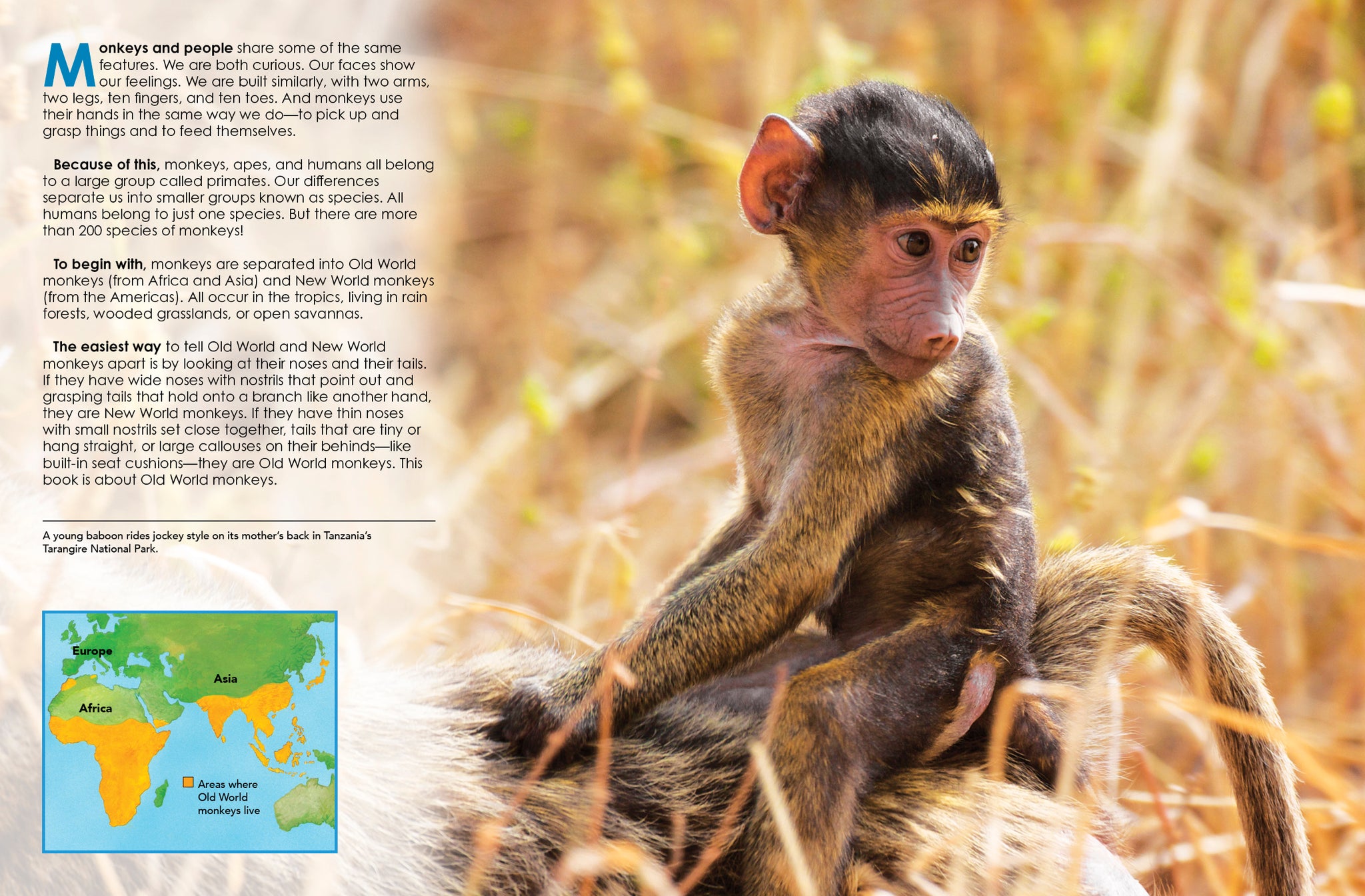 Old World Monkeys – The Creative Company