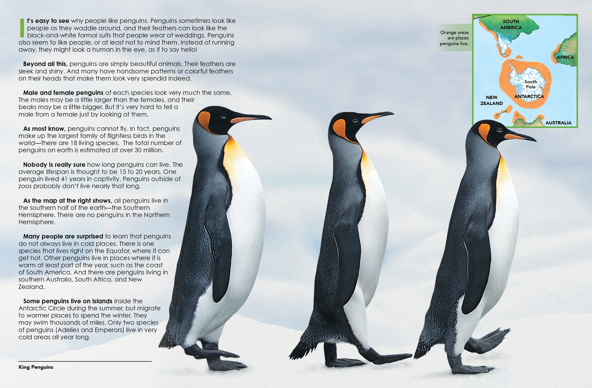 その他 [penguin] Penguins (New Naturebooks): Markert, Jenny: 9781592968503: Amazon