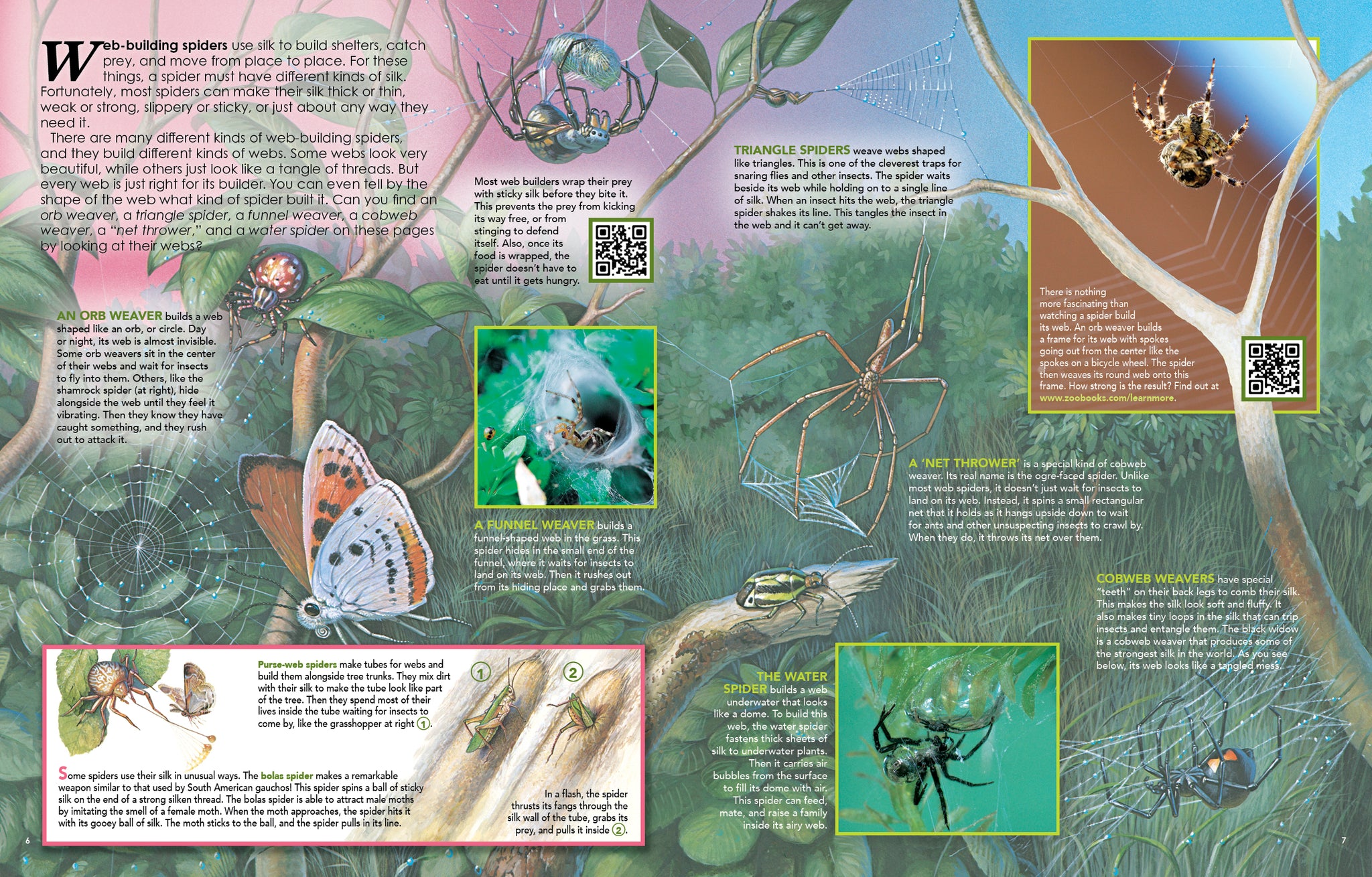 Spiders – The Creative Company