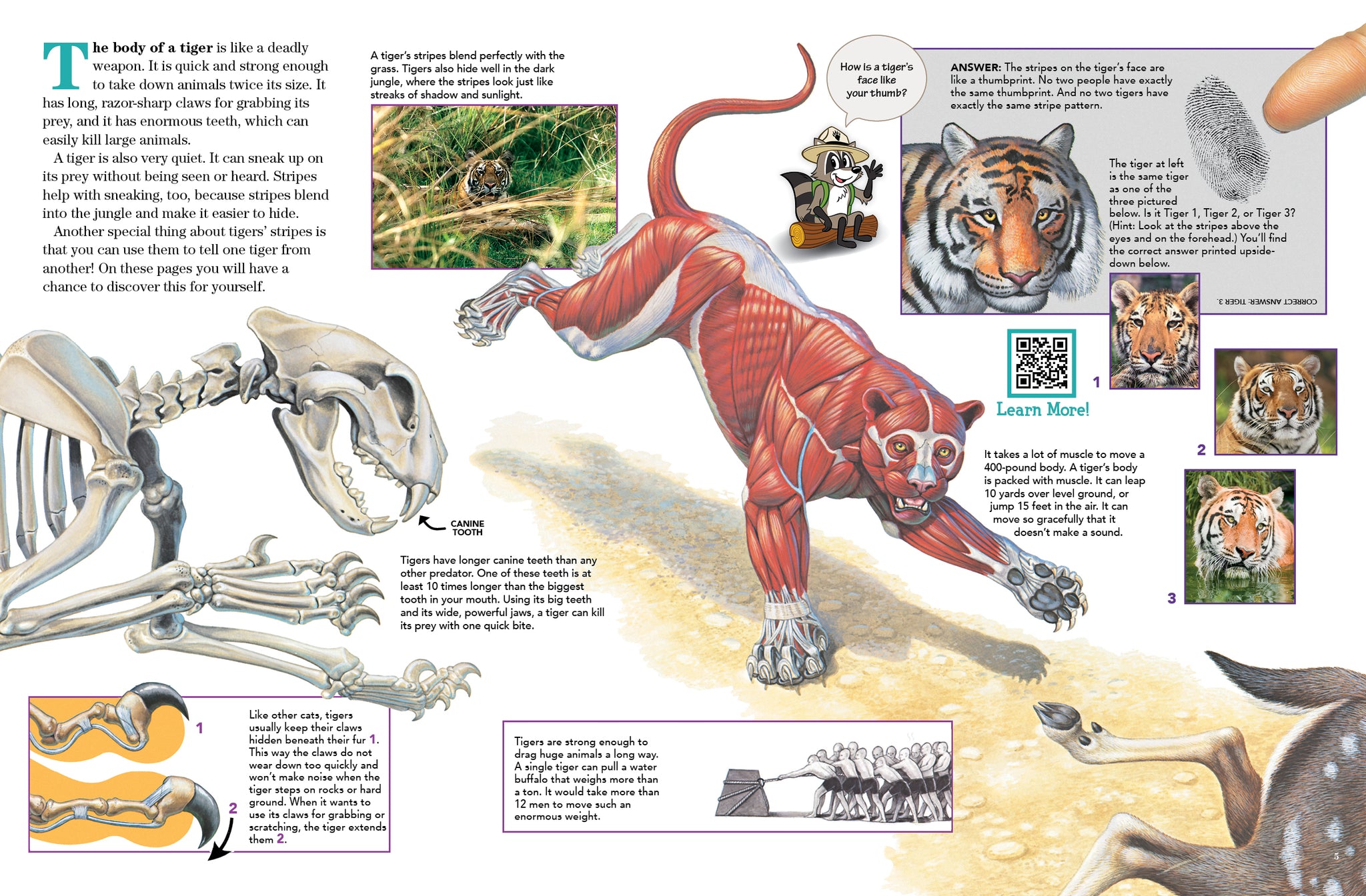 Tigers – The Creative Company