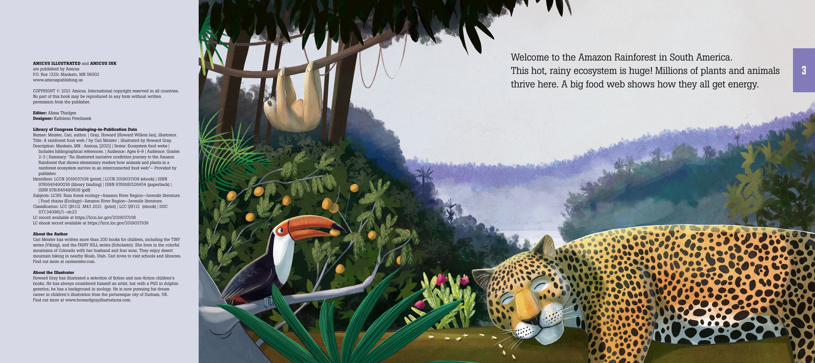 A Rainforest Food Web – The Creative Company Shop