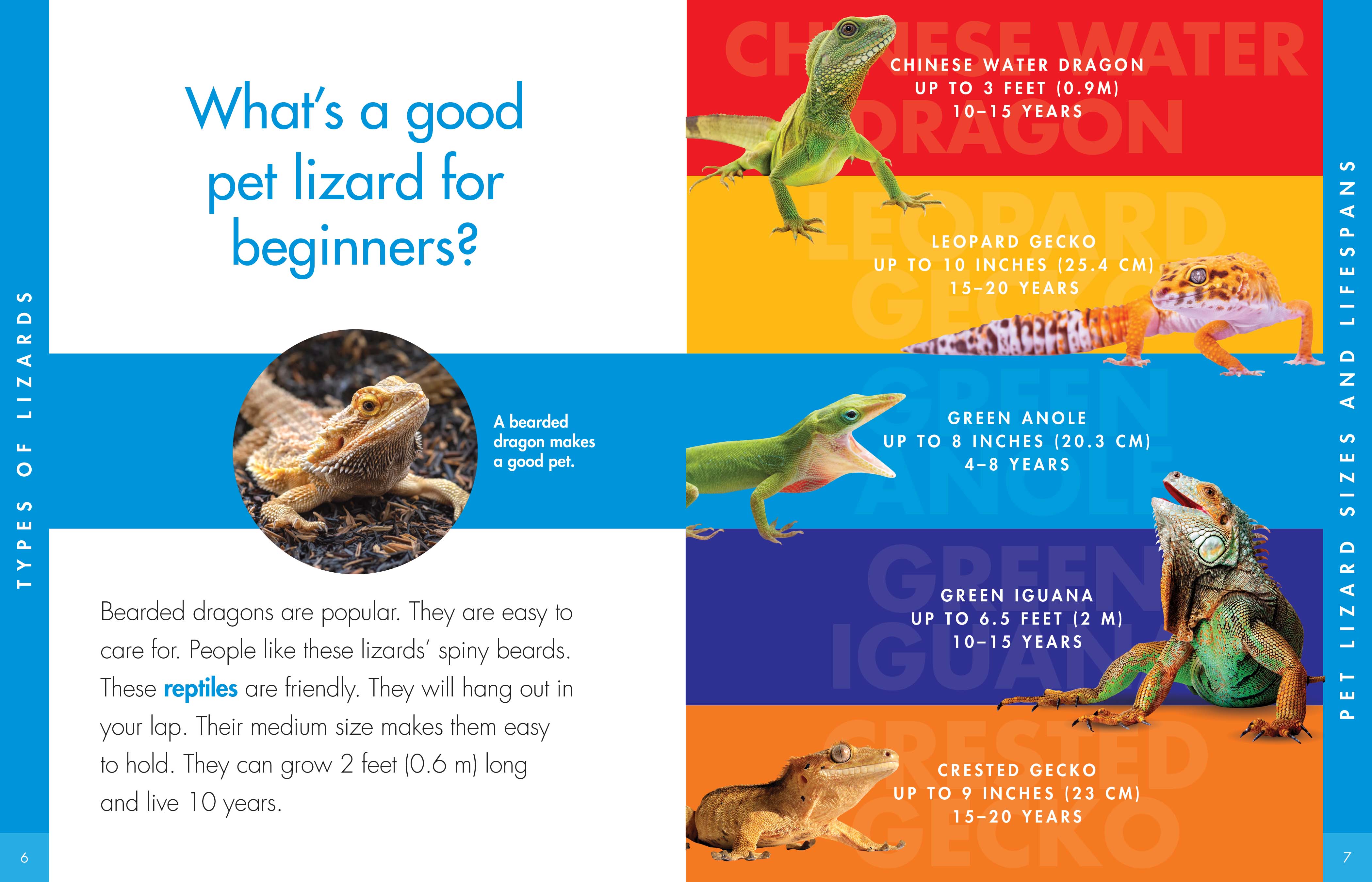 For Beginners Easiest Lizards To Keep As Pets Take Care Easiest