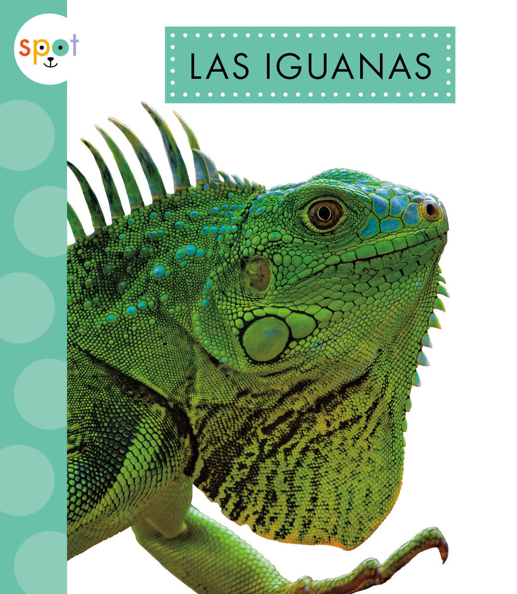 Las Iguanas The Creative Company Shop Las iguanas the creative company shop