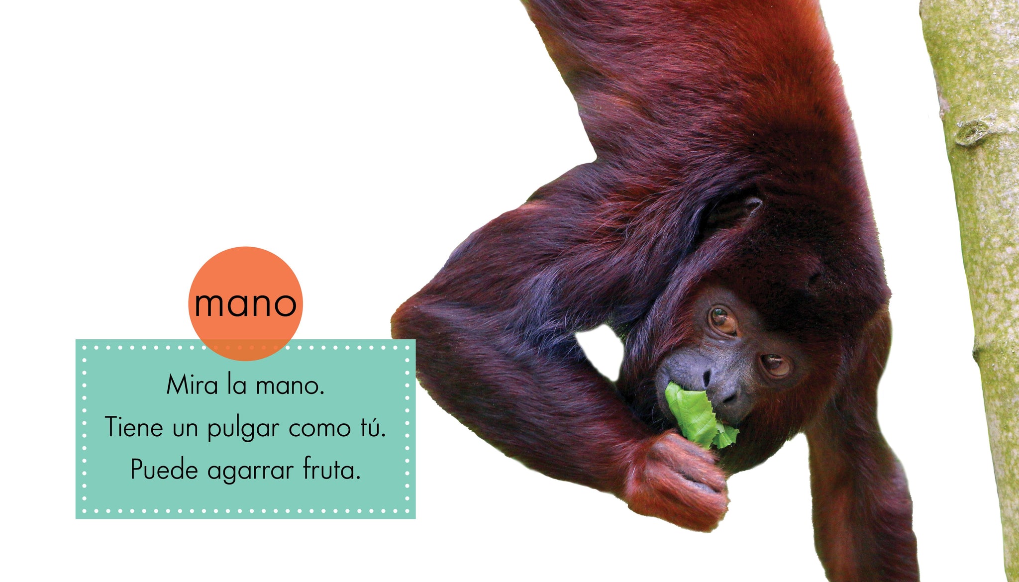 Los monos – The Creative Company