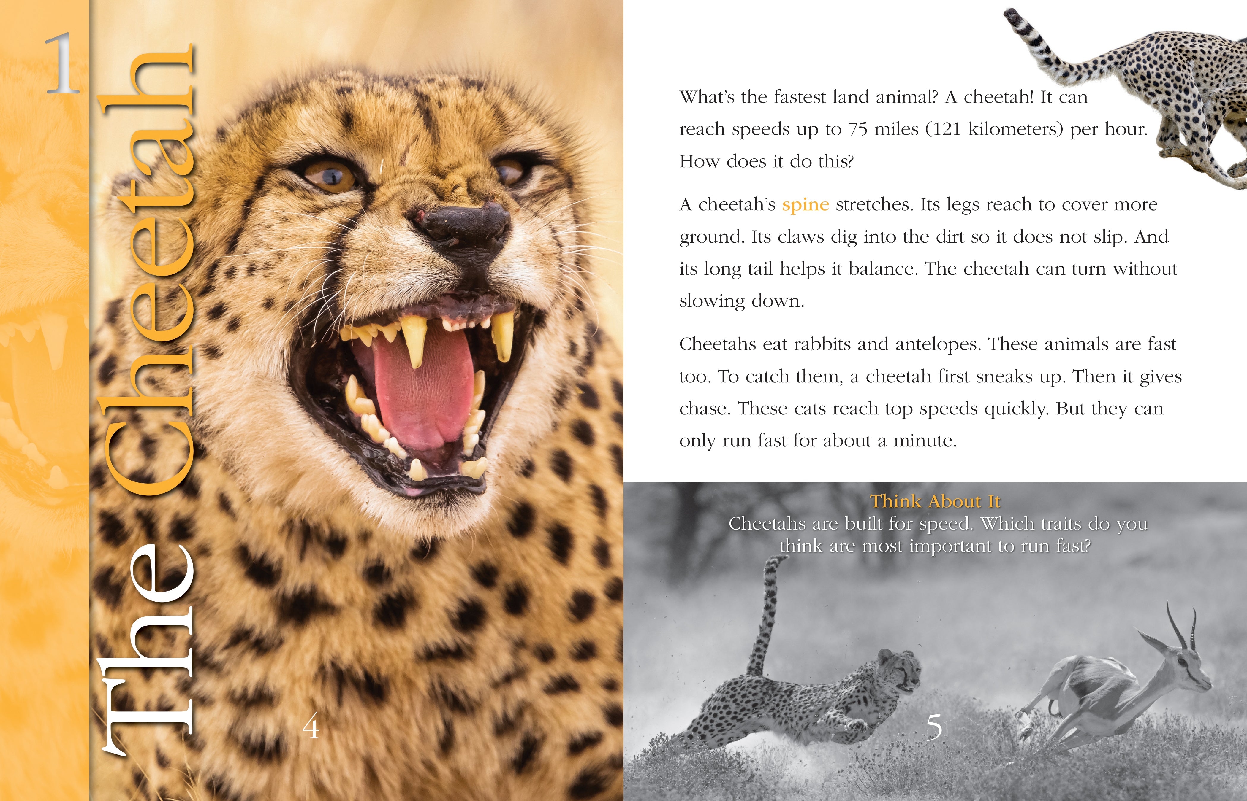 Super-Fast Animals – The Creative Company1