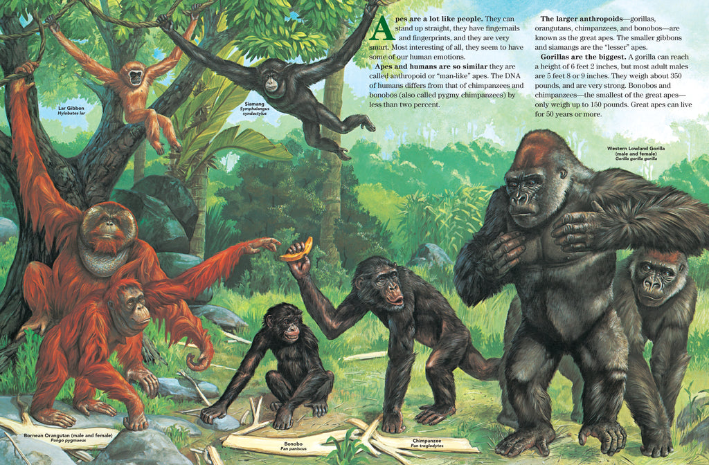 Apes – The Creative Company