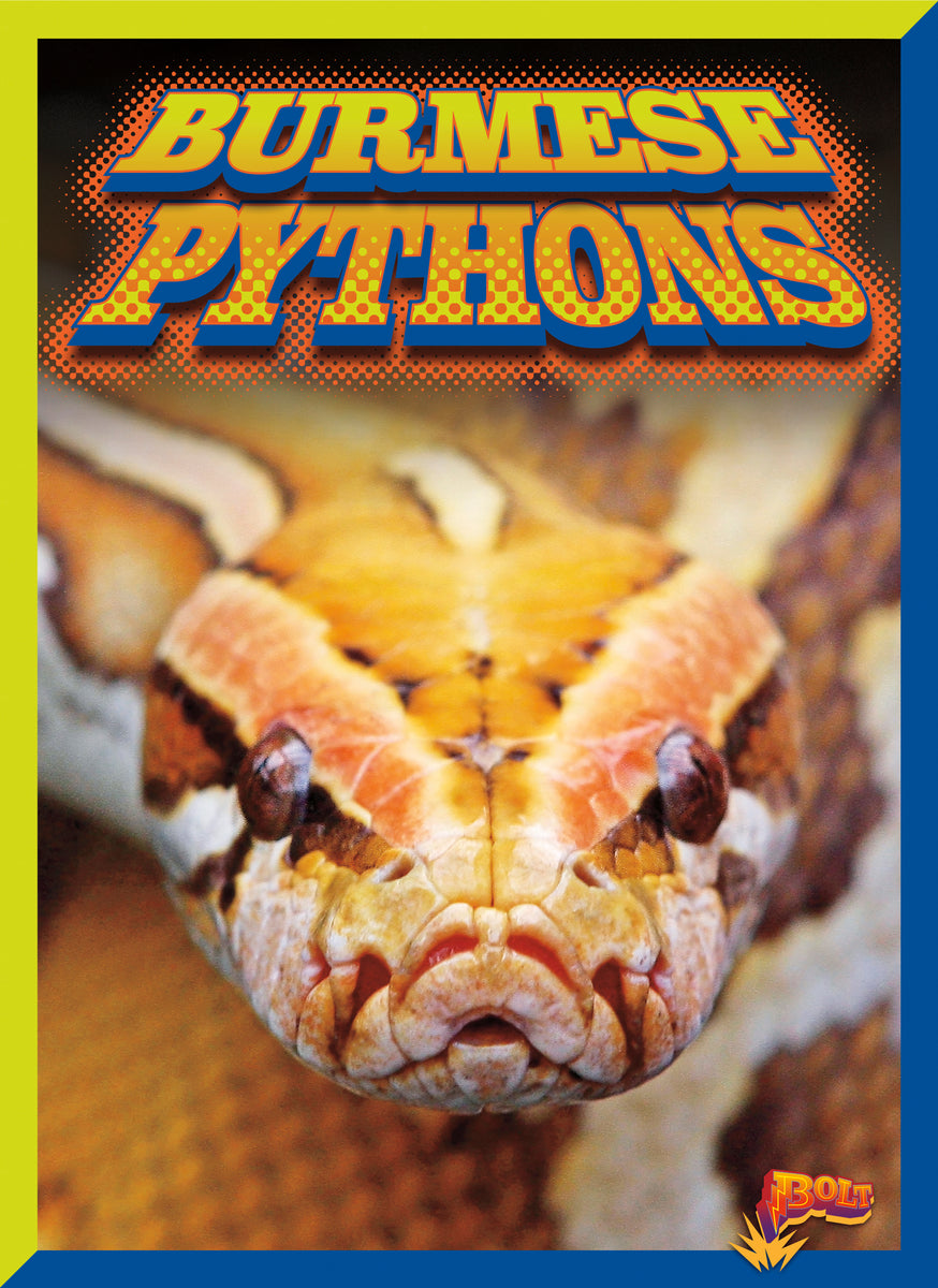 Burmese Pythons – The Creative Company