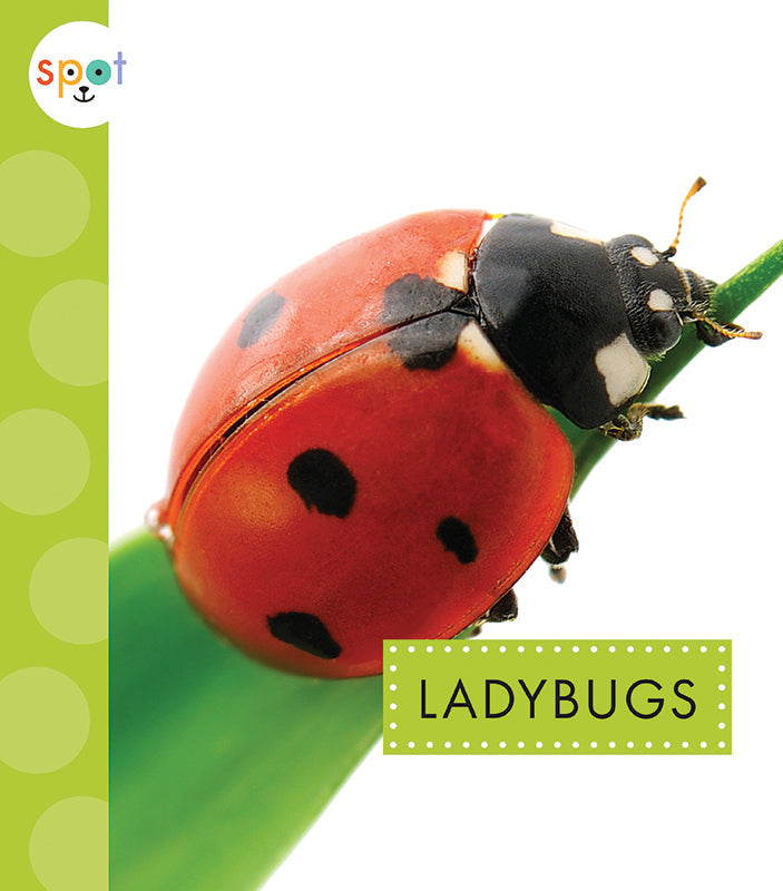 Ladybugs