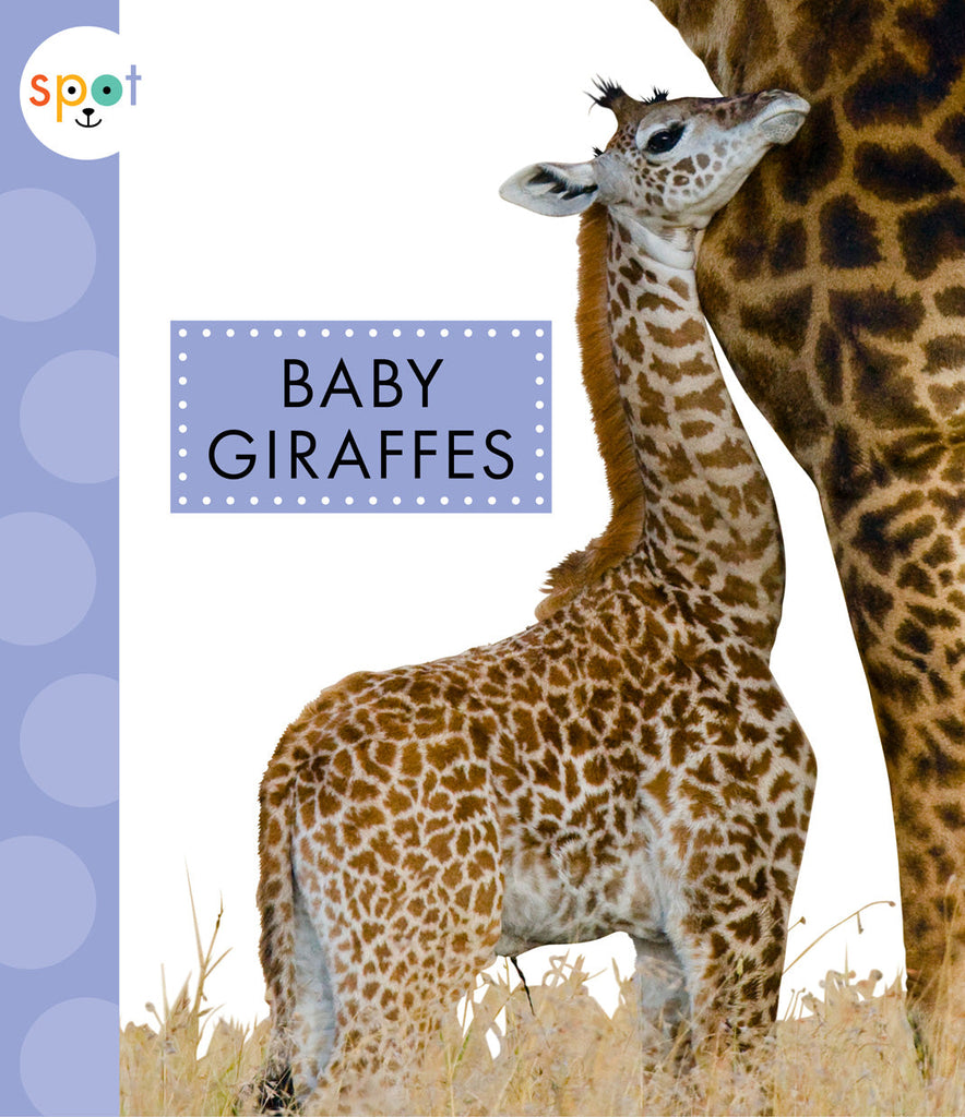 Baby Giraffes