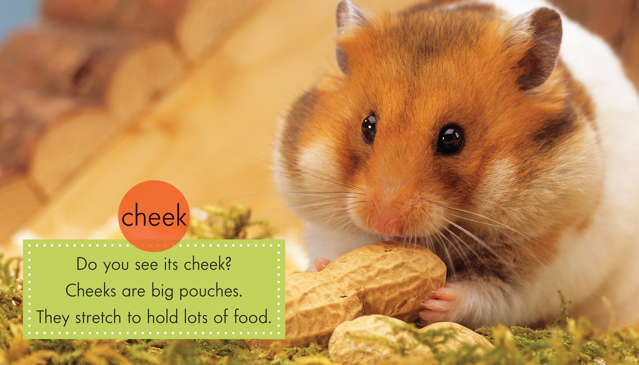 Cheap Hamster Can Teddy Bear Hamsters Eat Grapes Are Hamsters