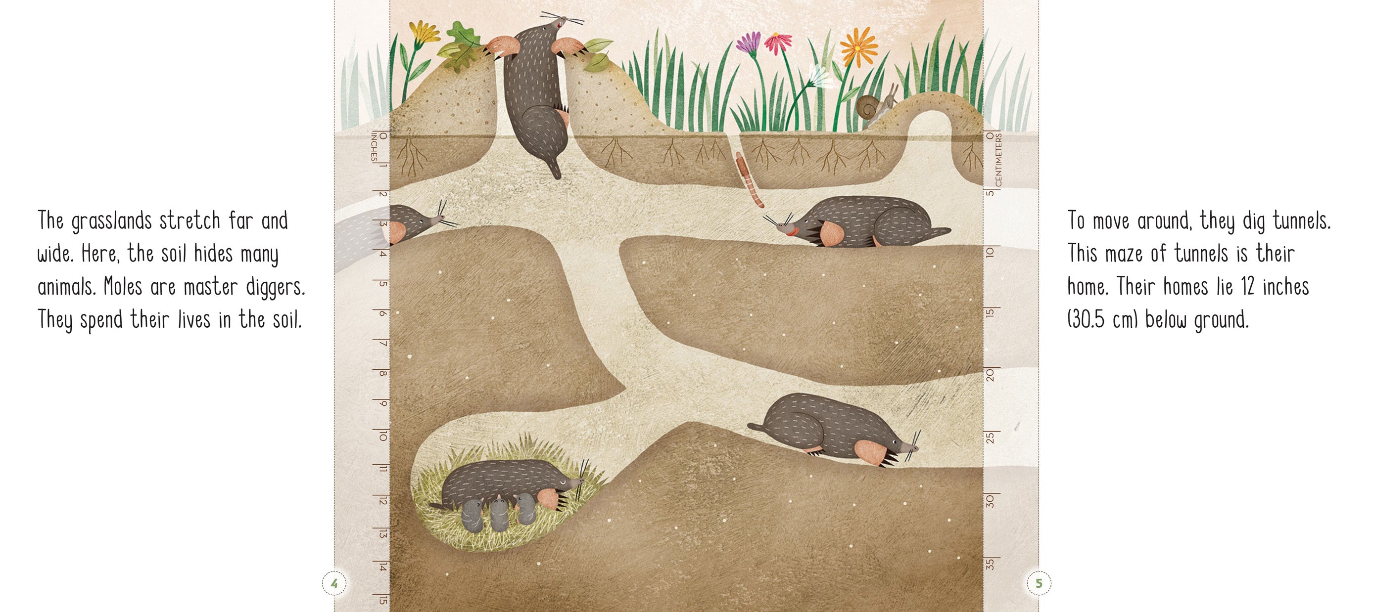 What Burrows Underground Burrowing Animals Common Mole Burrowing Underground