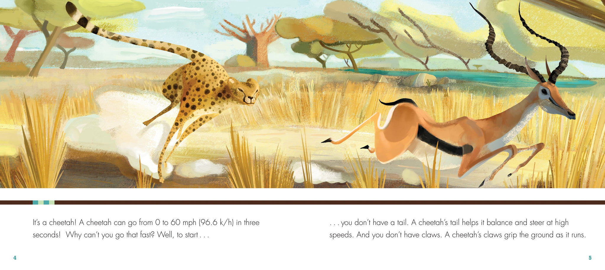 Do You Really Want to Meet a Cheetah? – The Creative Company Shop