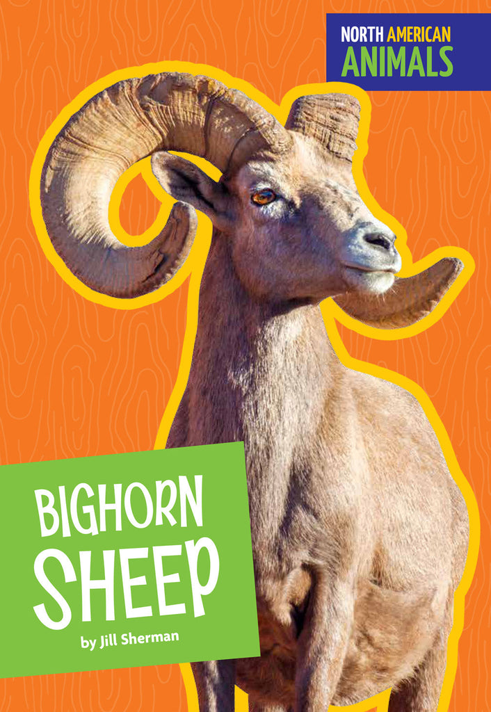 Bighorn Sheep