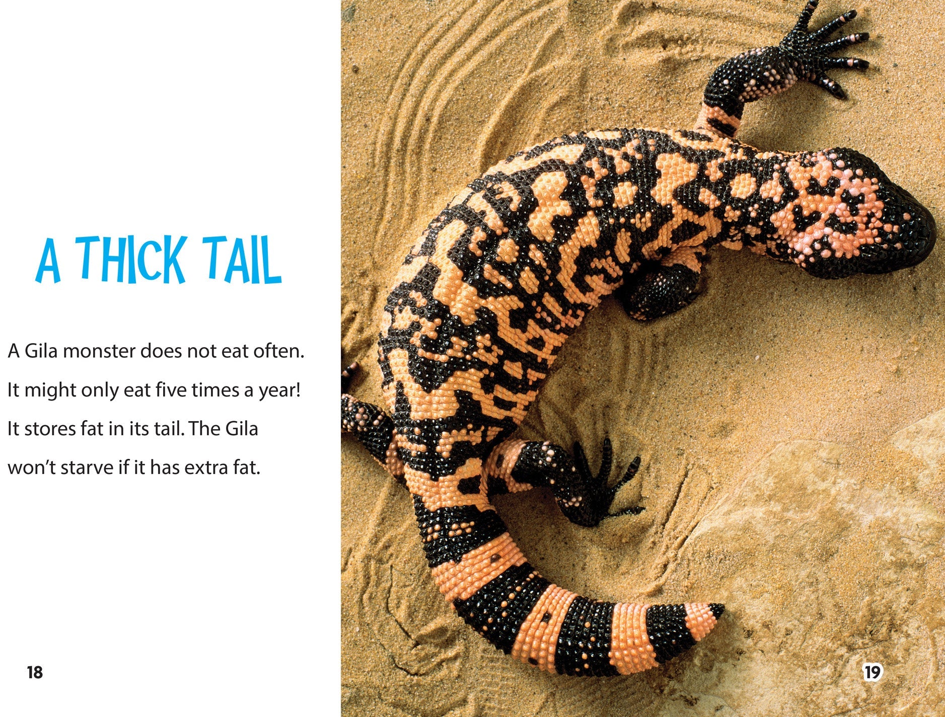 big nick & the gila monsters Gila Monsters – The Creative Company