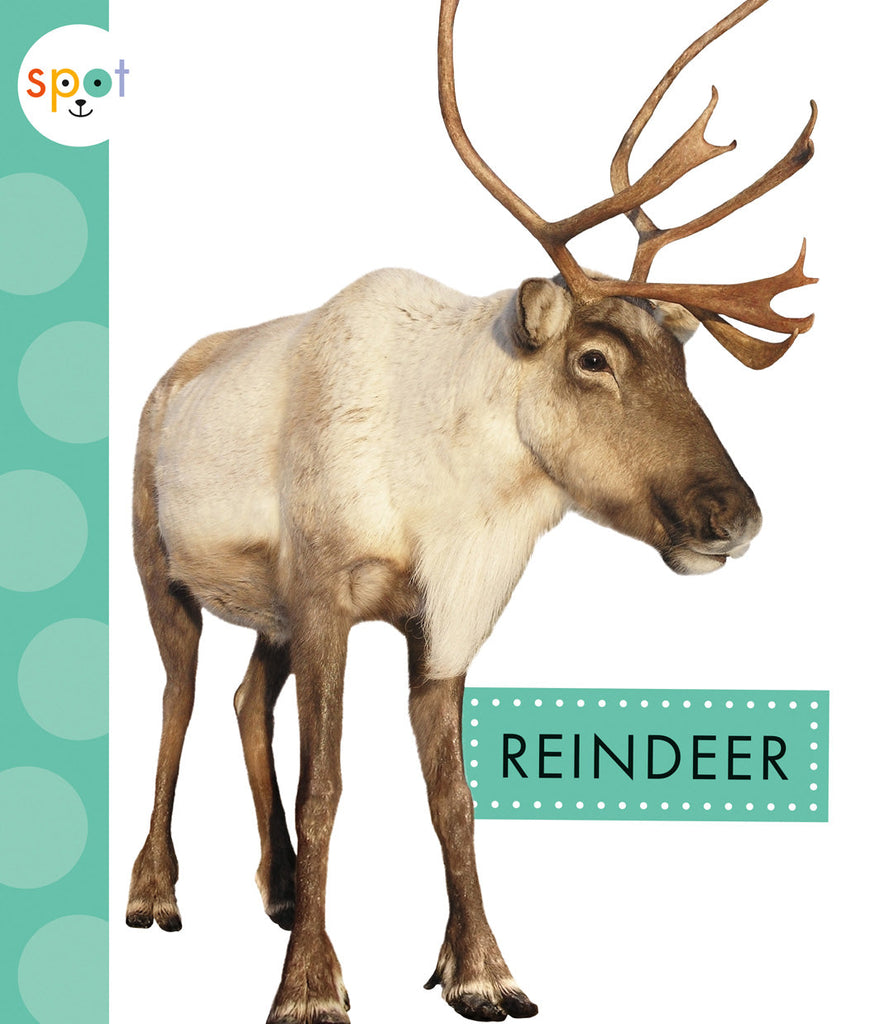 Reindeer