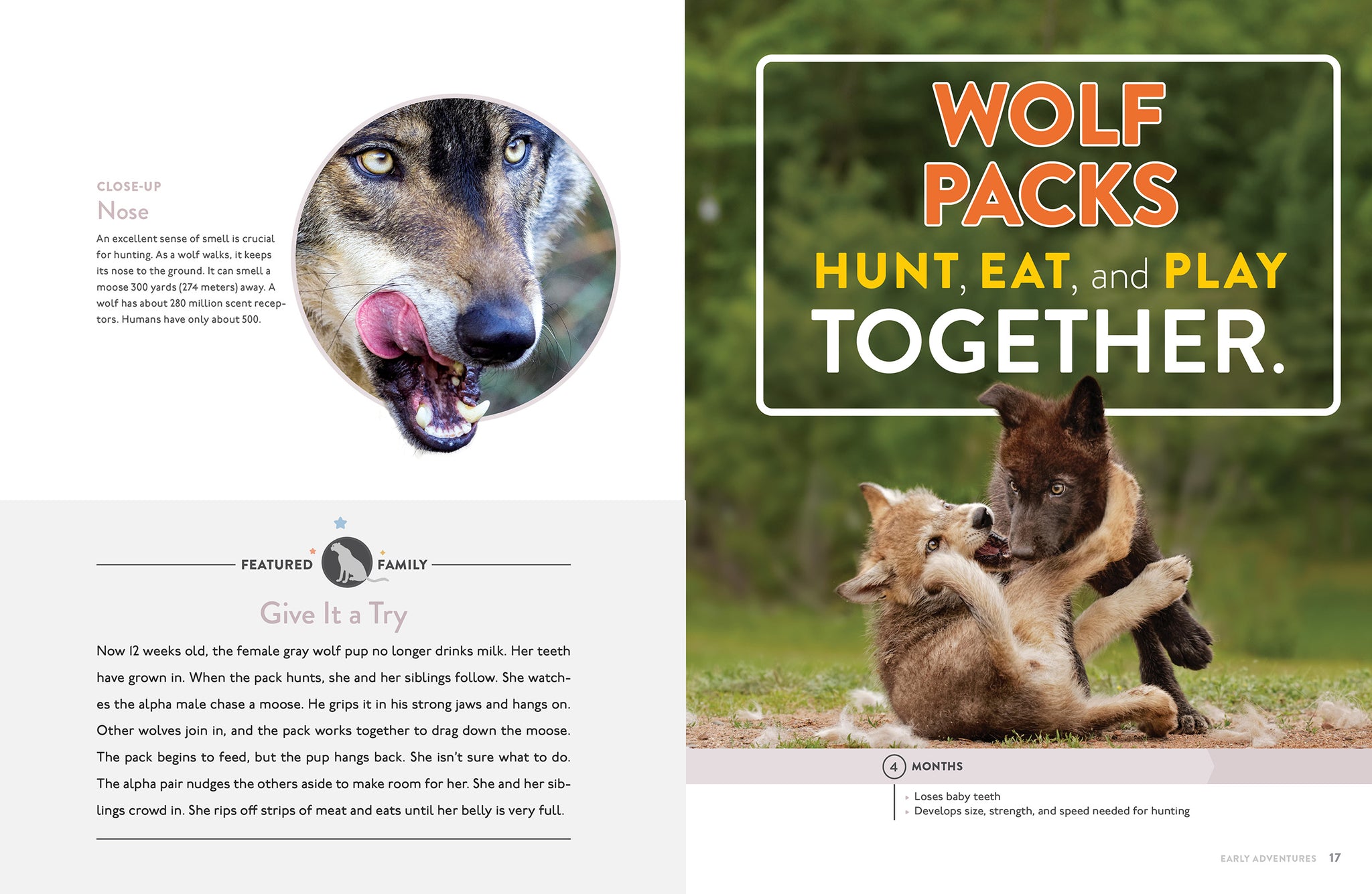 洋楽 WOLF: WOLF Wolf – The Creative Company