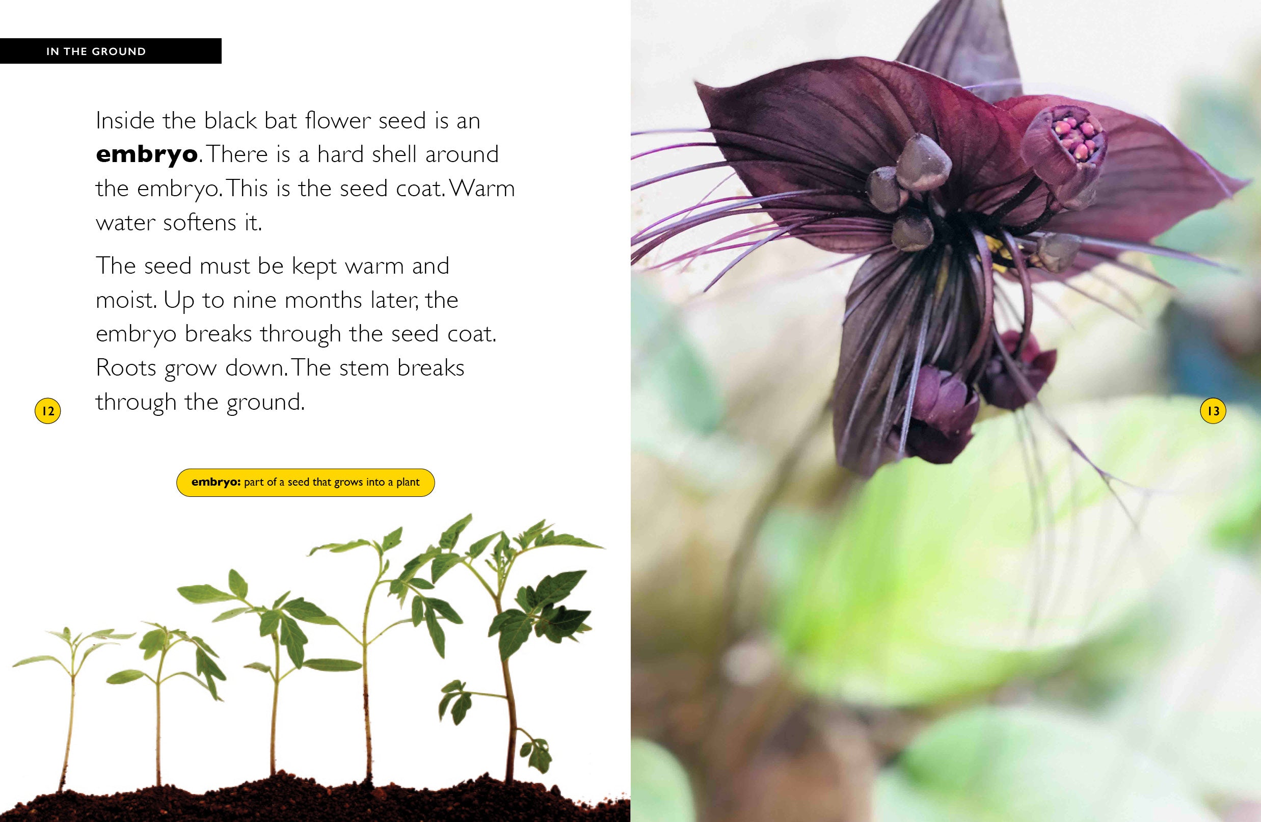 black bat plant seeds Black Bat Flower – The Creative Company