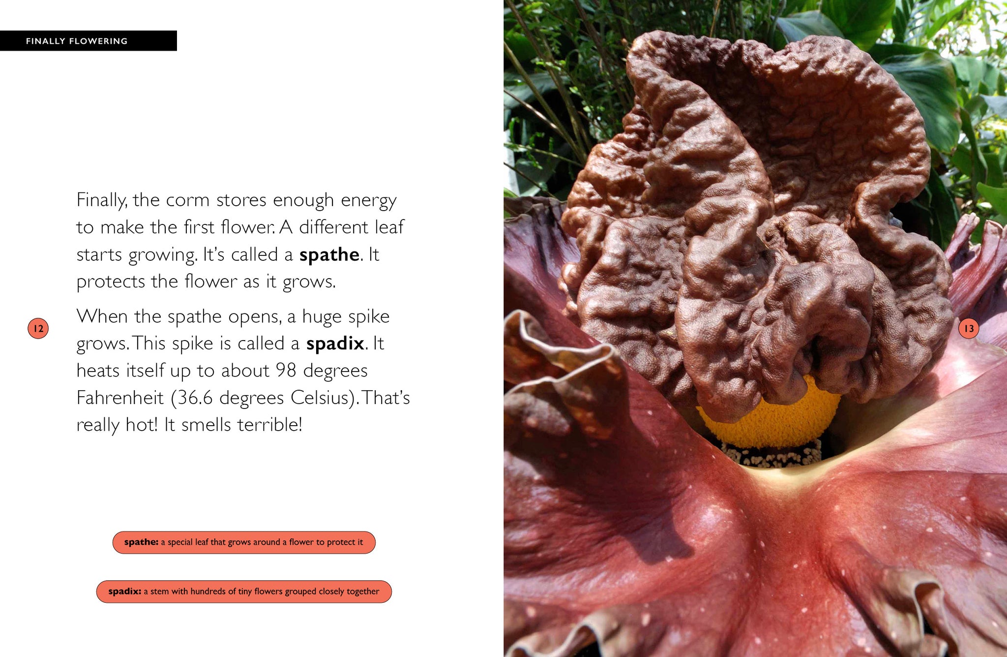Corpse Flower – The Creative Company