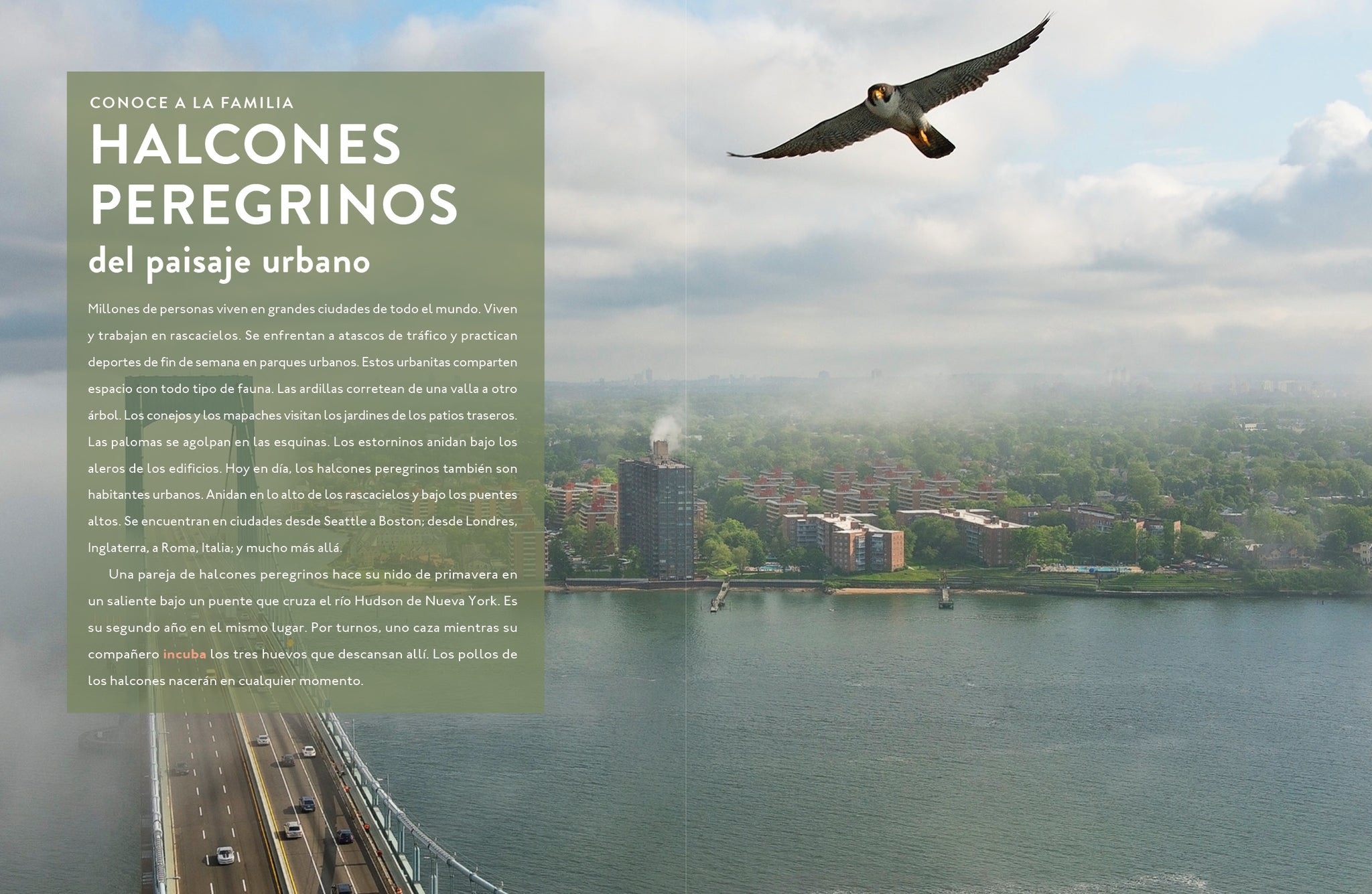 El halcón – The Creative Company