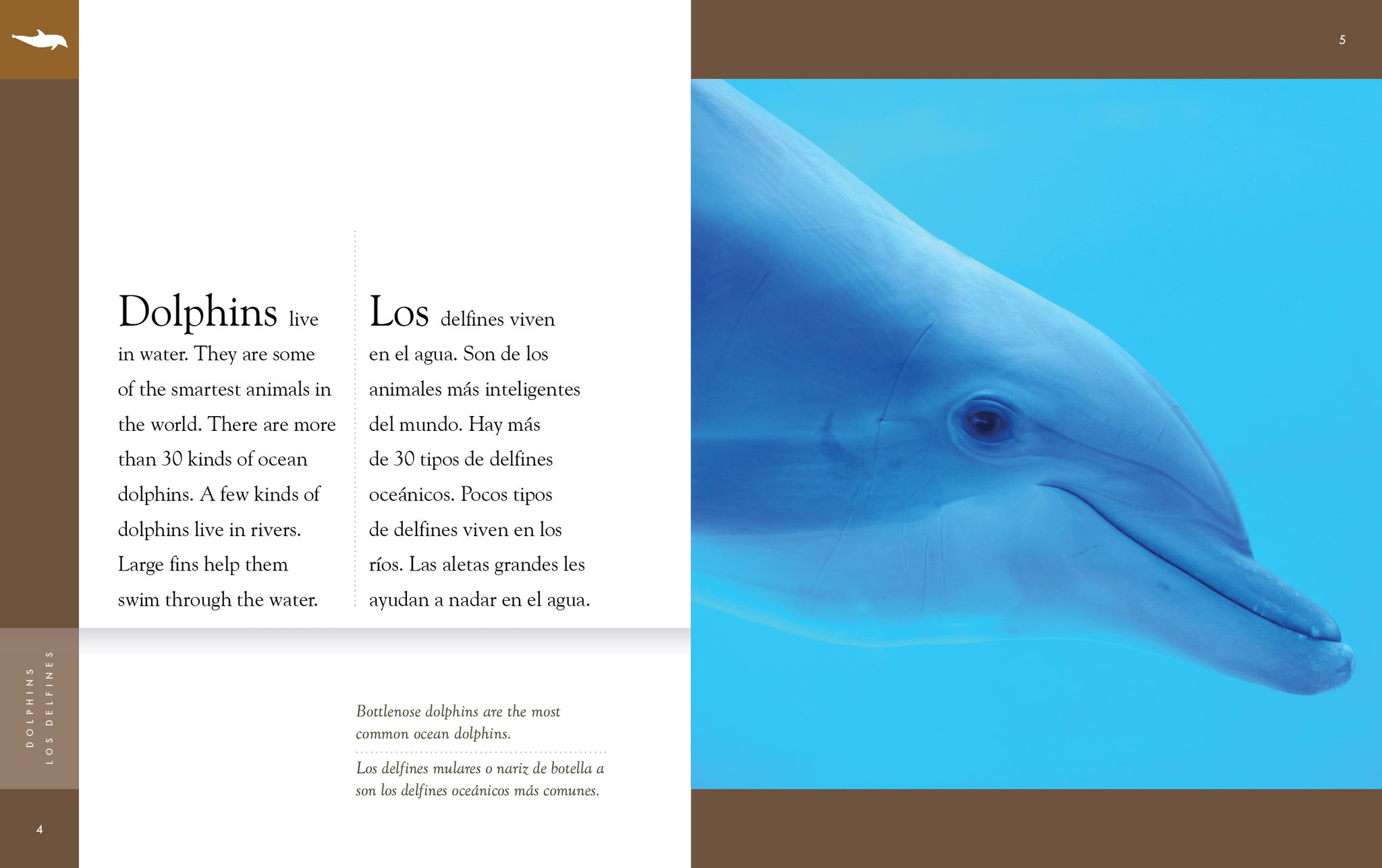 Dolphins / Los delfines – The Creative Company