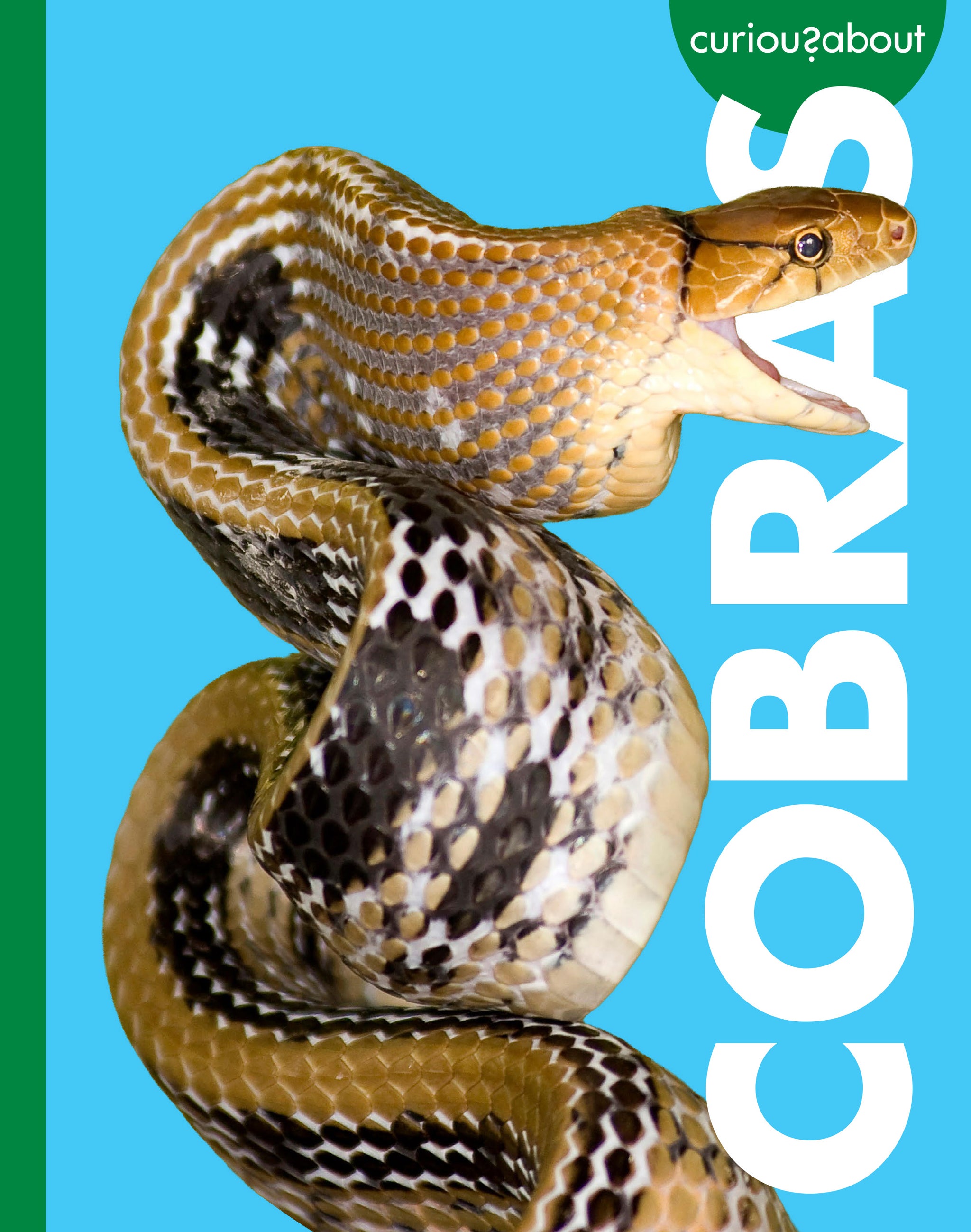 Curious about Cobras – The Creative Company