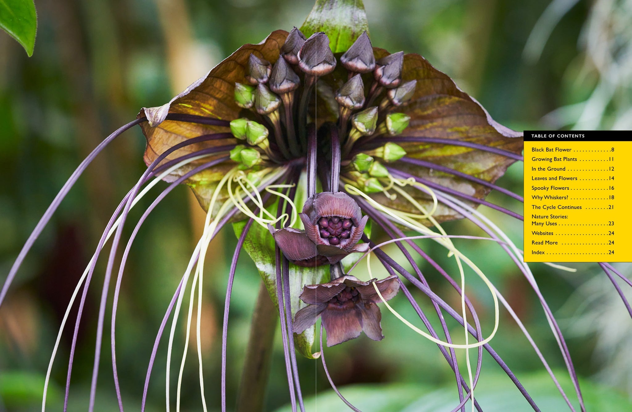 Black Bat Flower – The Creative Company
