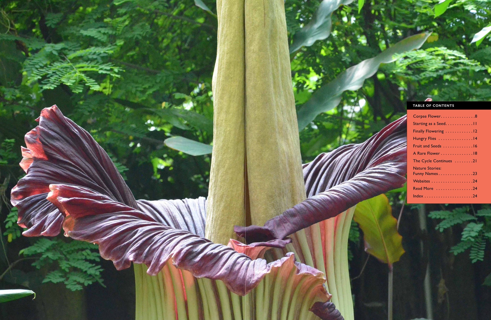 corpse flower seed Corpse Flower – The Creative Company