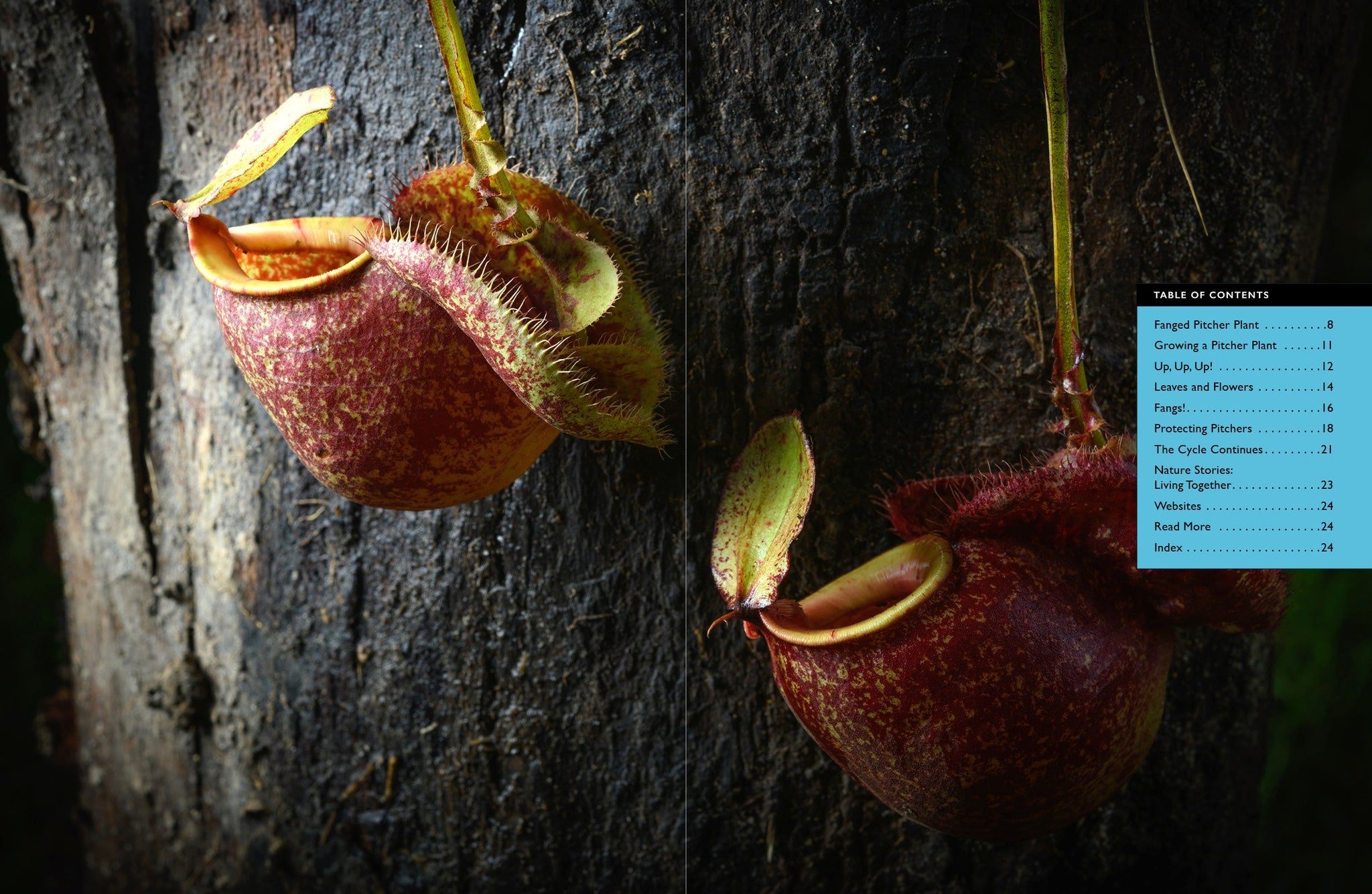 Fanged Pitcher Plant – The Creative Company
