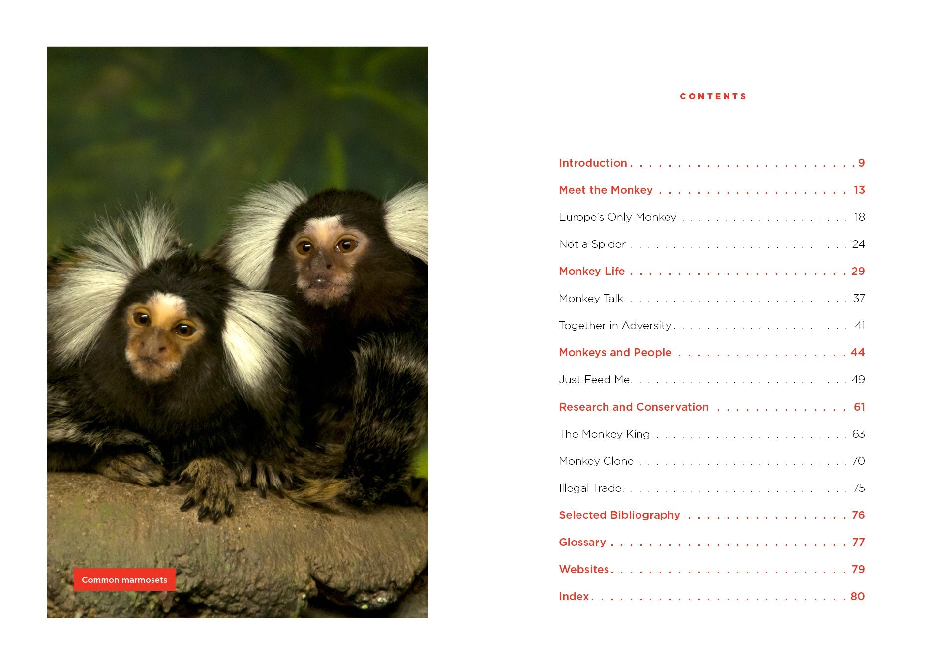 Monkeys – The Creative Company