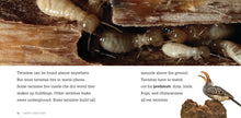 Laden Sie das Bild in den Galerie-Viewer, Gruselige Kreaturen: Termiten
