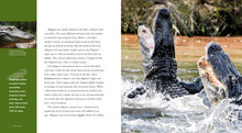 Laden Sie das Bild in den Galerie-Viewer, Living Wild - Classic Edition: Alligatoren
