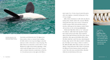 Laden Sie das Bild in den Galerie-Viewer, Living Wild – Classic Edition: Killerwale
