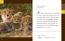 Laden Sie das Bild in den Galerie-Viewer, Amazing Animals (2014): Geparden
