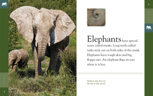 Amazing Animals (2014): Elefanten