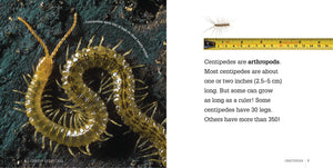 Creepy Creatures: Centipedes