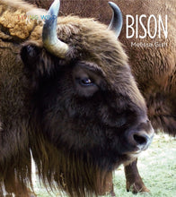 Laden Sie das Bild in den Galerie-Viewer, Living Wild - Classic Edition: Bison

