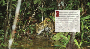 Living Wild - Classic Edition: Jaguars