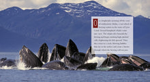 Laden Sie das Bild in den Galerie-Viewer, Living Wild - Classic Edition: Wale
