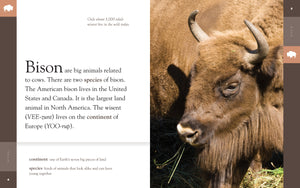 Amazing Animals (2014): Bison